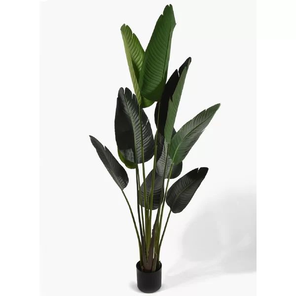 Banana Leaf Plant in Pot | Wayfair Professional