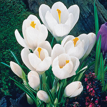 Jeanne d'Arc Giant Dutch Crocus | Breck's | Brecks