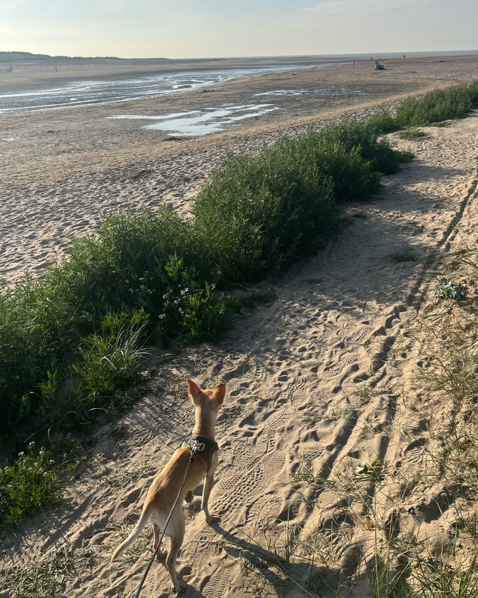One of the reasons I love living by the coast: spontaneous evening walks with my little sidekick. 🌾🌊🐾

#LTKcanada #LTKsummer #LTKfamily