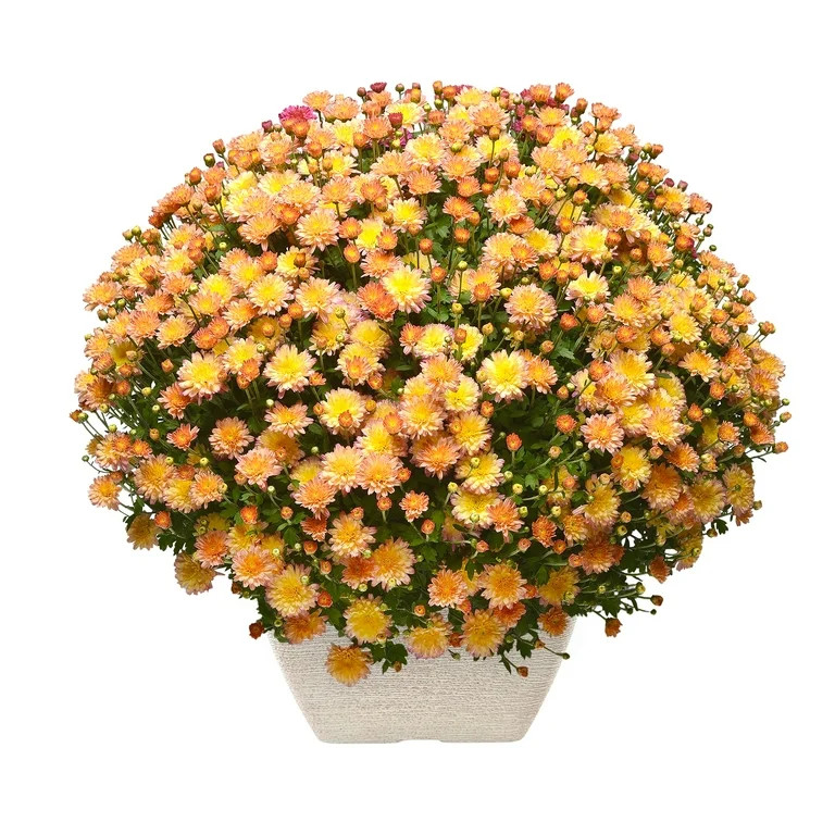 Better Homes & Gardens Flamingo Pineapple Bicolor Mum Live Plant in 1.5 gal Cream Planter | Walmart (US)