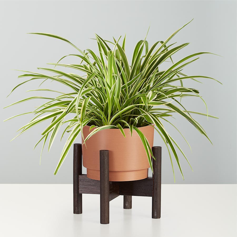 Spider Plant | plants.com