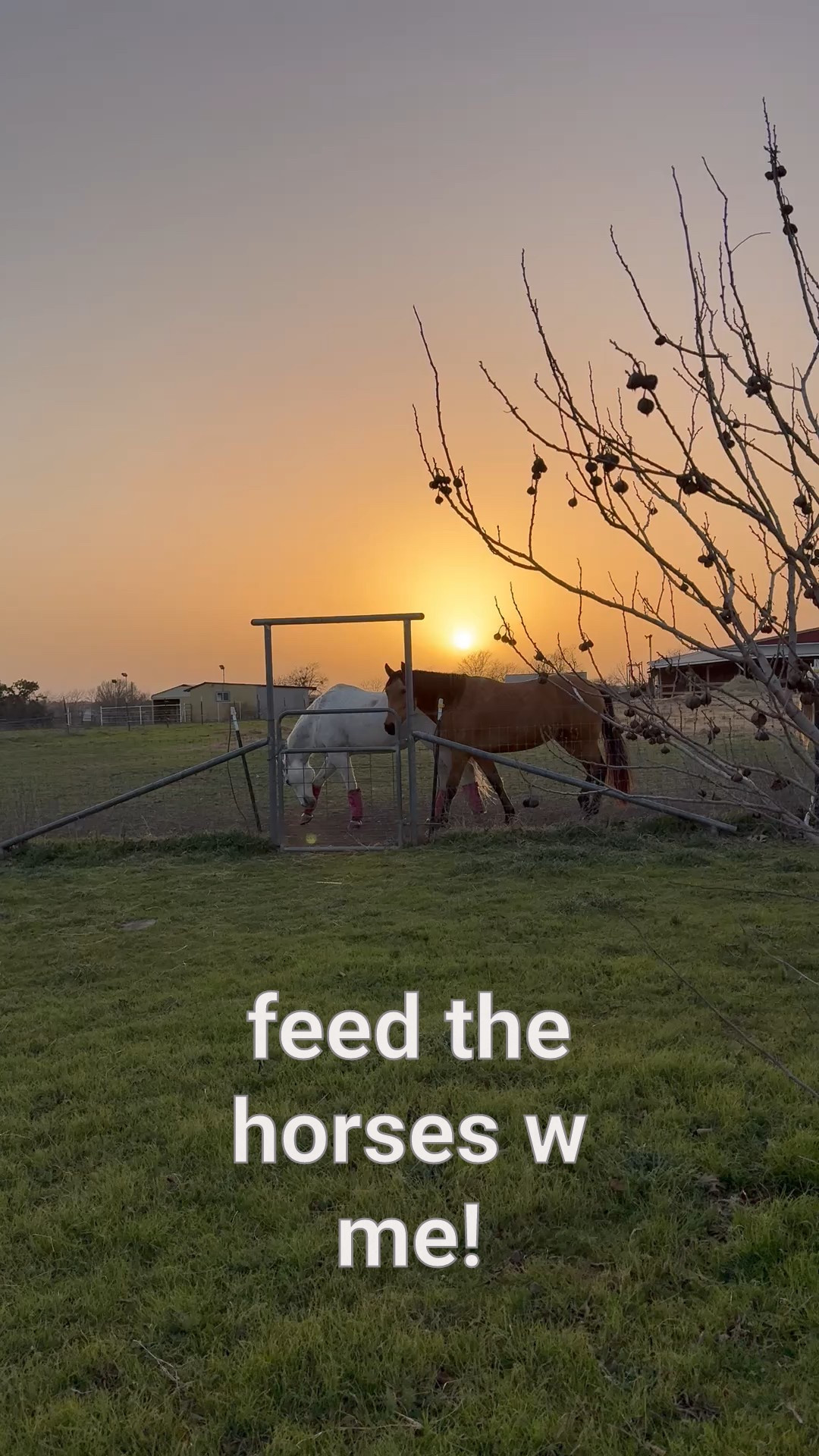 Horses on a Friday night ✨

#LTKPets #LTKWatchNow #LTKFamily