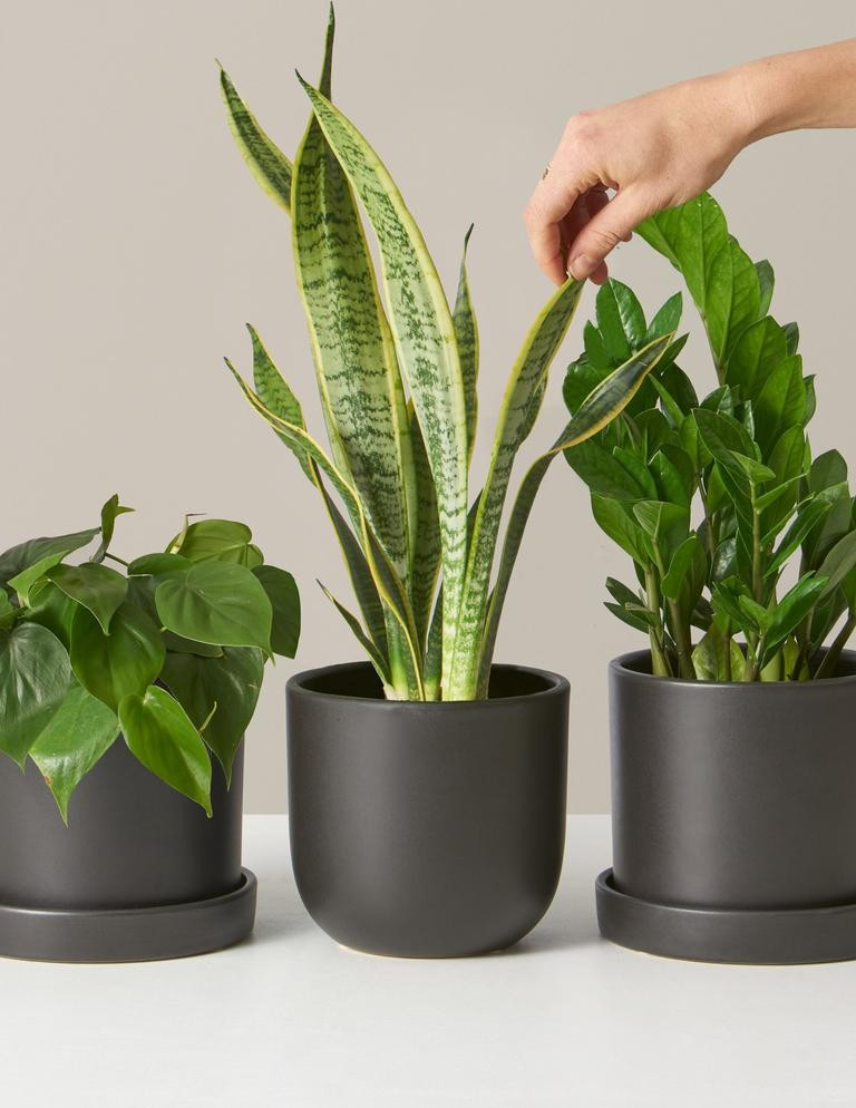 Classic Plant Subscription | The Sill