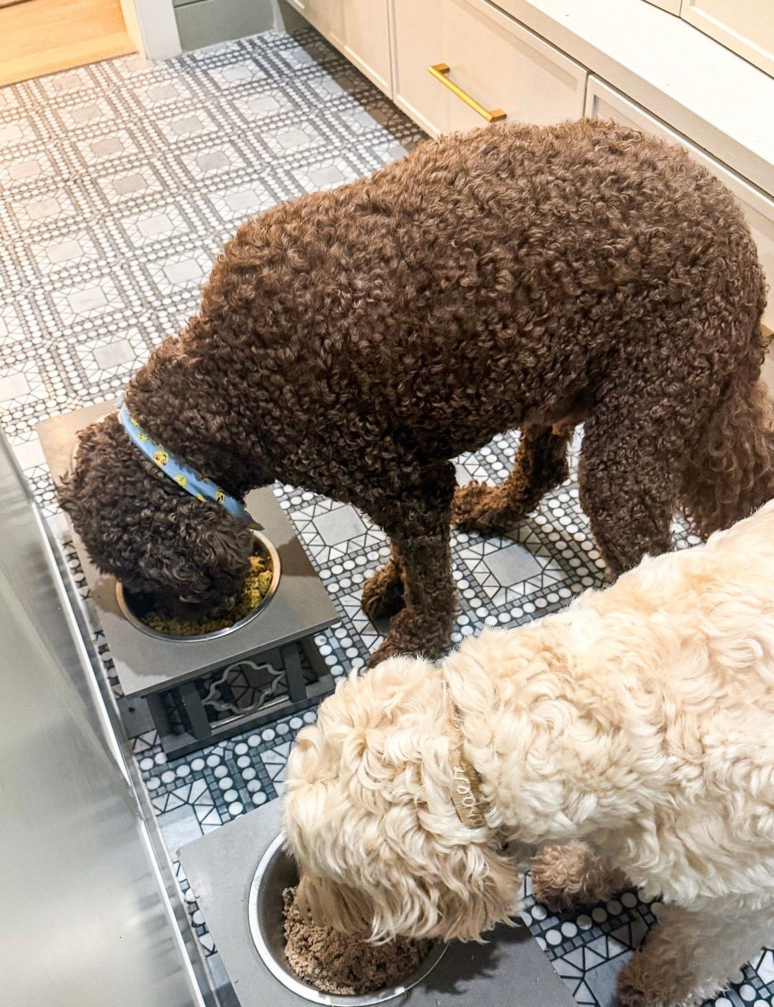 Keeping my dogs happy & healthy 🐶 Get 60% off your first box of fresh dog food by using my link @‌thefarmersdog #TFDpartner #thefarmersdog

#LTKSaleAlert #LTKmorningroutine