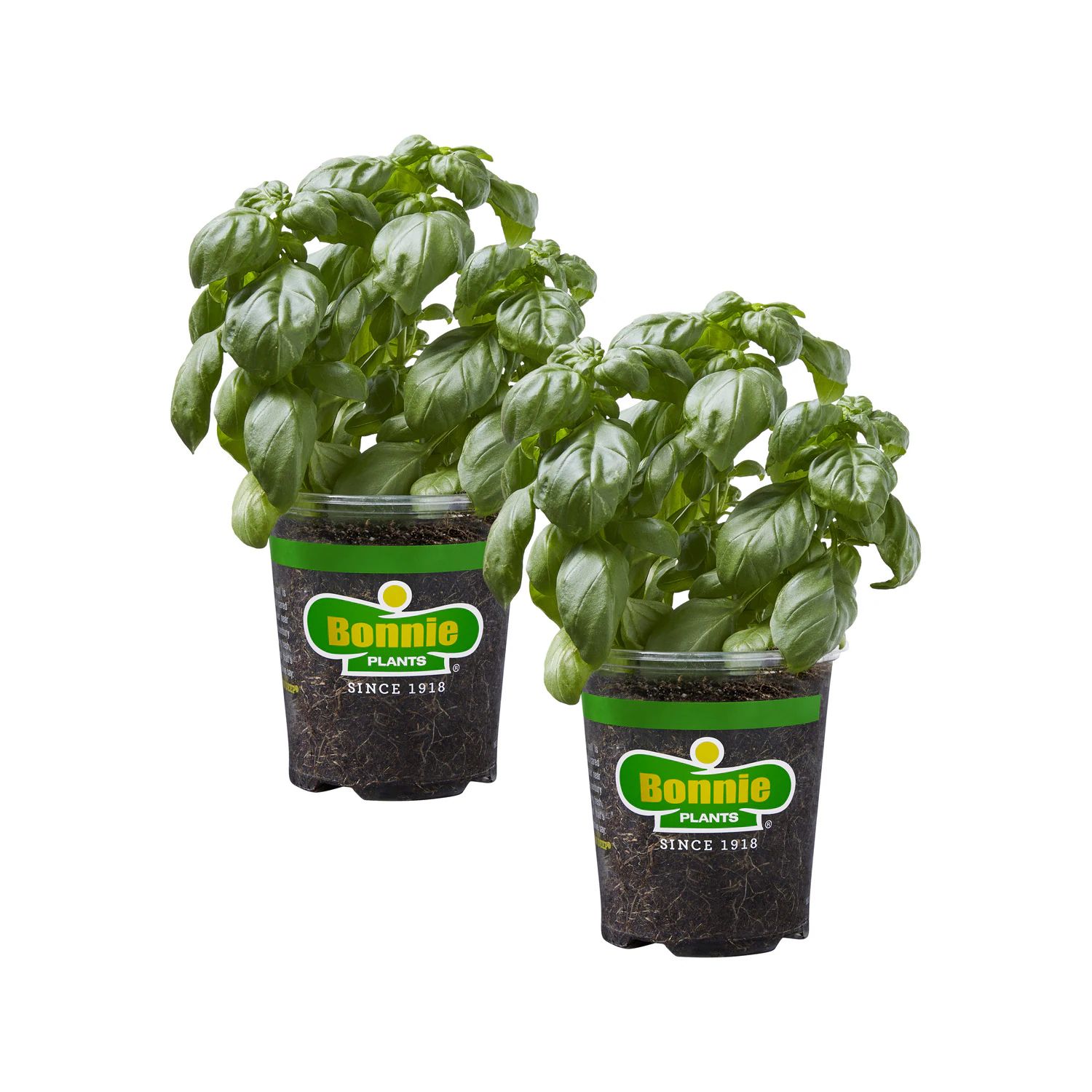 Bonnie Plants 2-Pack Sweet Basil in 19.3-oz Pot | Lowe's