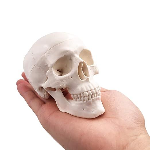 BornTo Edu Mini Skull Model - Small Size Human Medical Anatomical Adult Head Bone for Education | Amazon (US)