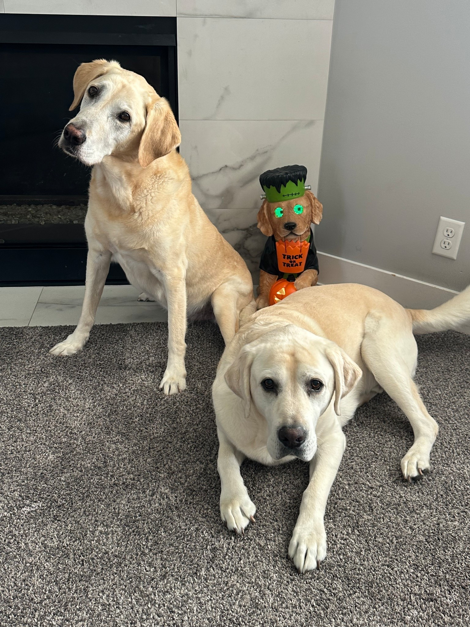 When you have to decorate for a season that isn’t your favorite, you just make it extra cute! 🐶

#LTKHome #LTKFindsUnder50 #LTKPets