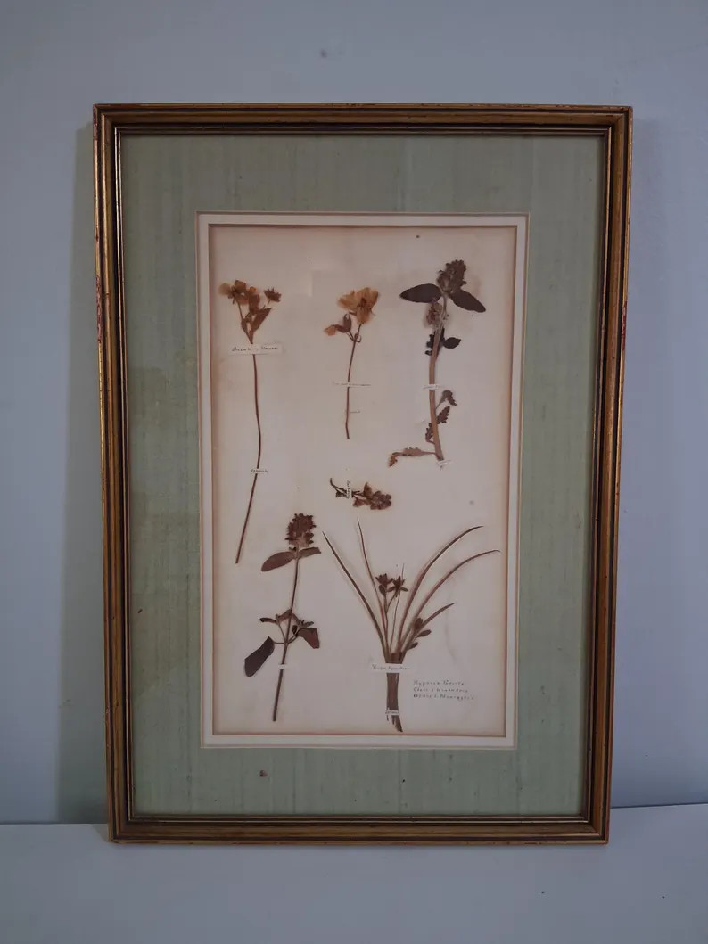 Antique Herbarium 1830's Ipswich Framed by Famous French Galleries of Paradise PA 1970's, 6 Speci... | Etsy (Global)