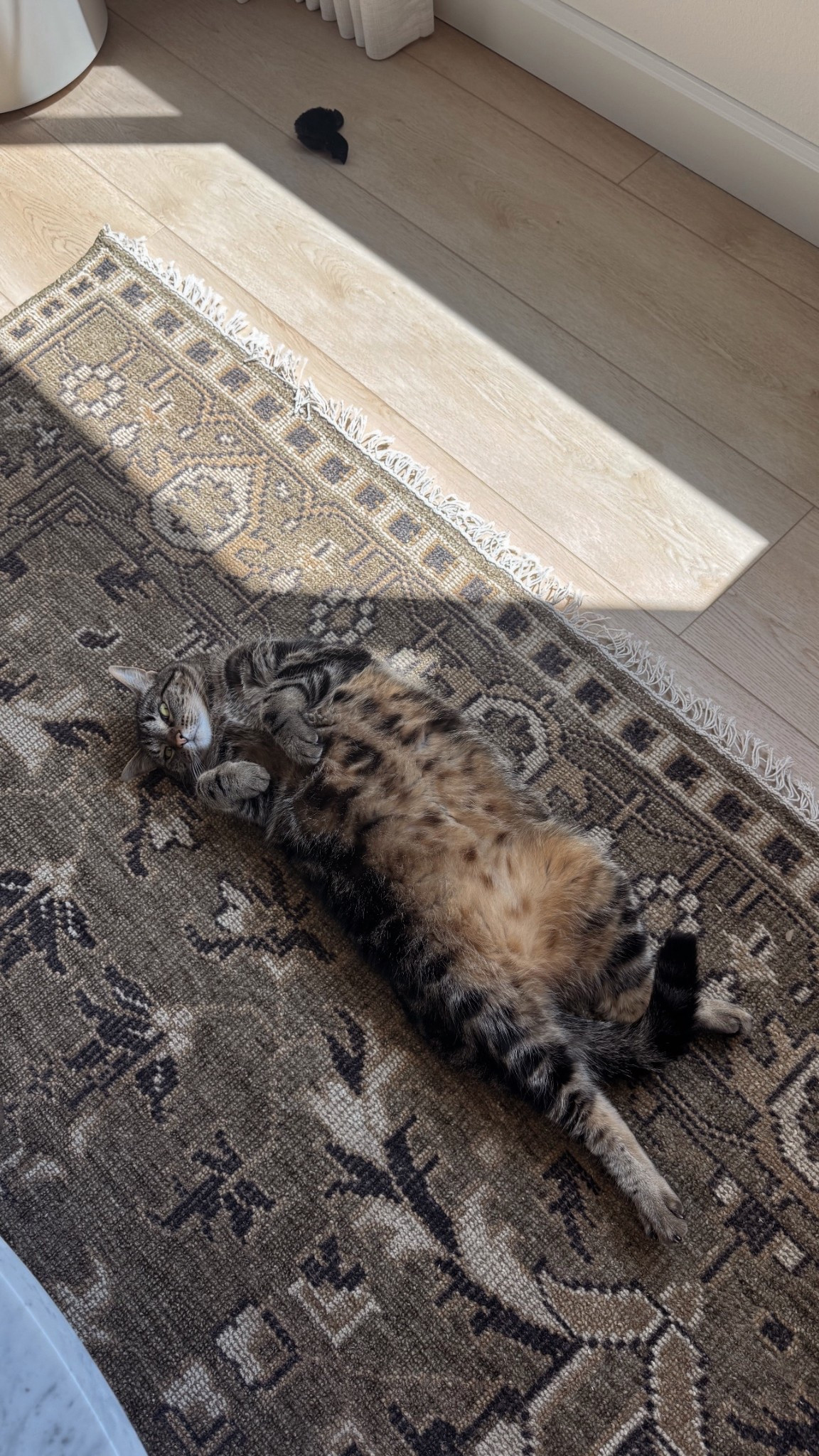 this rug is one of my favorite home purchases! love it so much 🤍

#LTKSeasonal #LTKHome #LTKFamily