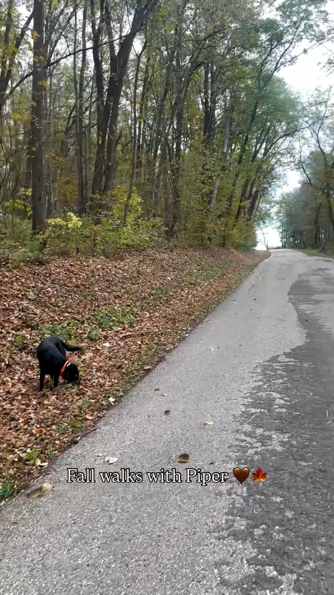 Reminiscing on these beautiful morning walks we took up north last weekend!! The colors in the trees & fields we saw were so pretty, all starting to change over for fall!! Can’t wait for the leaves to turn in Nashville! 🤎🍁

#LTKActive #LTKTravel #LTKSeasonal