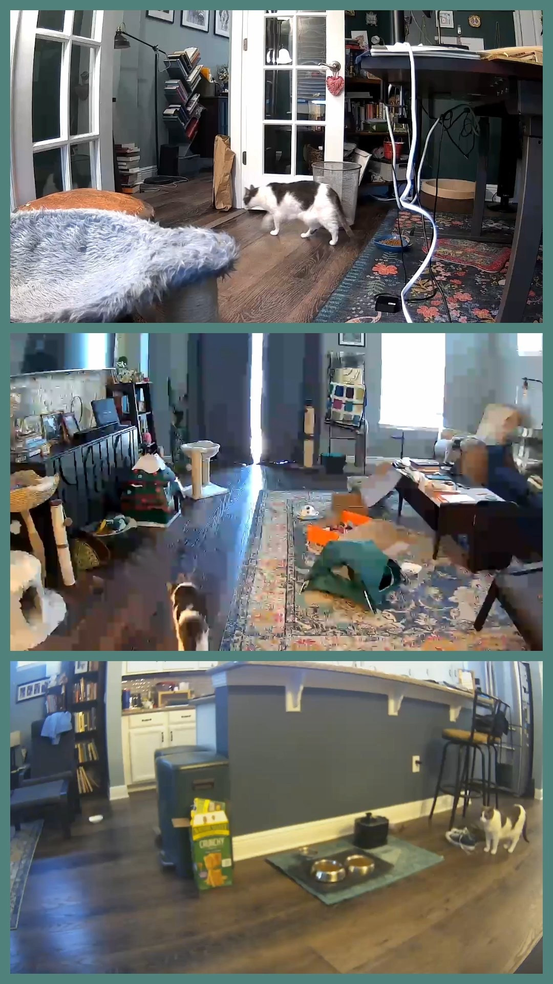 Petcube’s cameras give me such peace of mind! I can keep track of the kitties and monitor their food and water whether we’re gone for a couple hours or a day or two. Cannot recommend these pet cameras enough! So handy, easy to use, and a great price. 

#LTKstorytime #LTKTravel #LTKHome