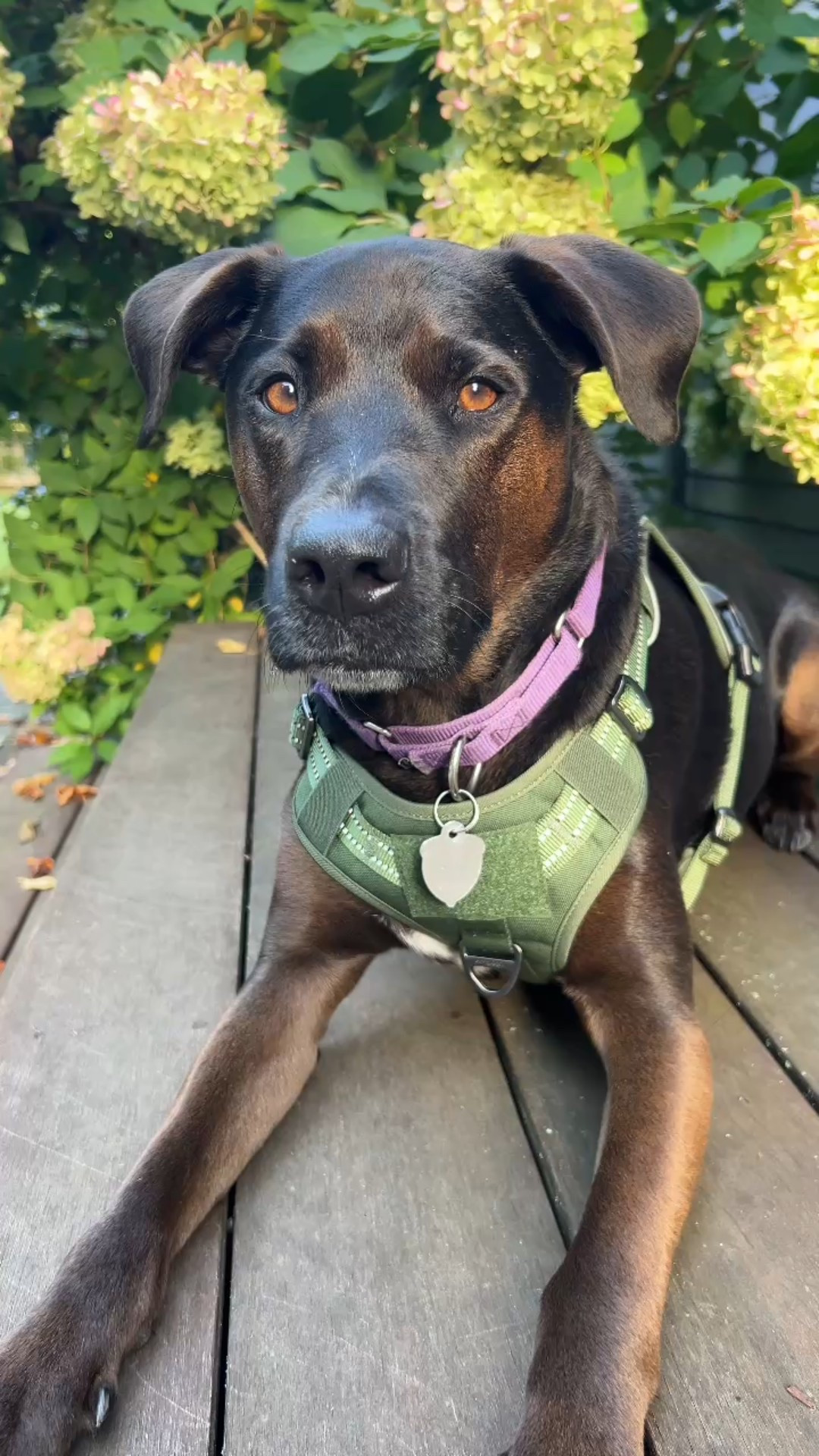 The life of 2 showgirls!  Showing off their new harnesses on the beautiful stage of New England in fall! 

Love how these fit them (we went with large) and how they walk better with a lead on.  They act like they have a job to do!  The leads have velcro on them so you can attach things for them to carry. 

Brandy & Lani are sisters! We fostered their mom during 2020 and KT and I each adopted one of her 7 puppies.  So now they are sisters, cousins & showgirls! 🐾



.
.
.
#dogsofinstagram #dogwalks #dogsofinsta #dogleads #tacticalharness #dogwalk #fallinnewengland #fallporchdecor 

#LTKActive #LTKPets #LTKSeasonal