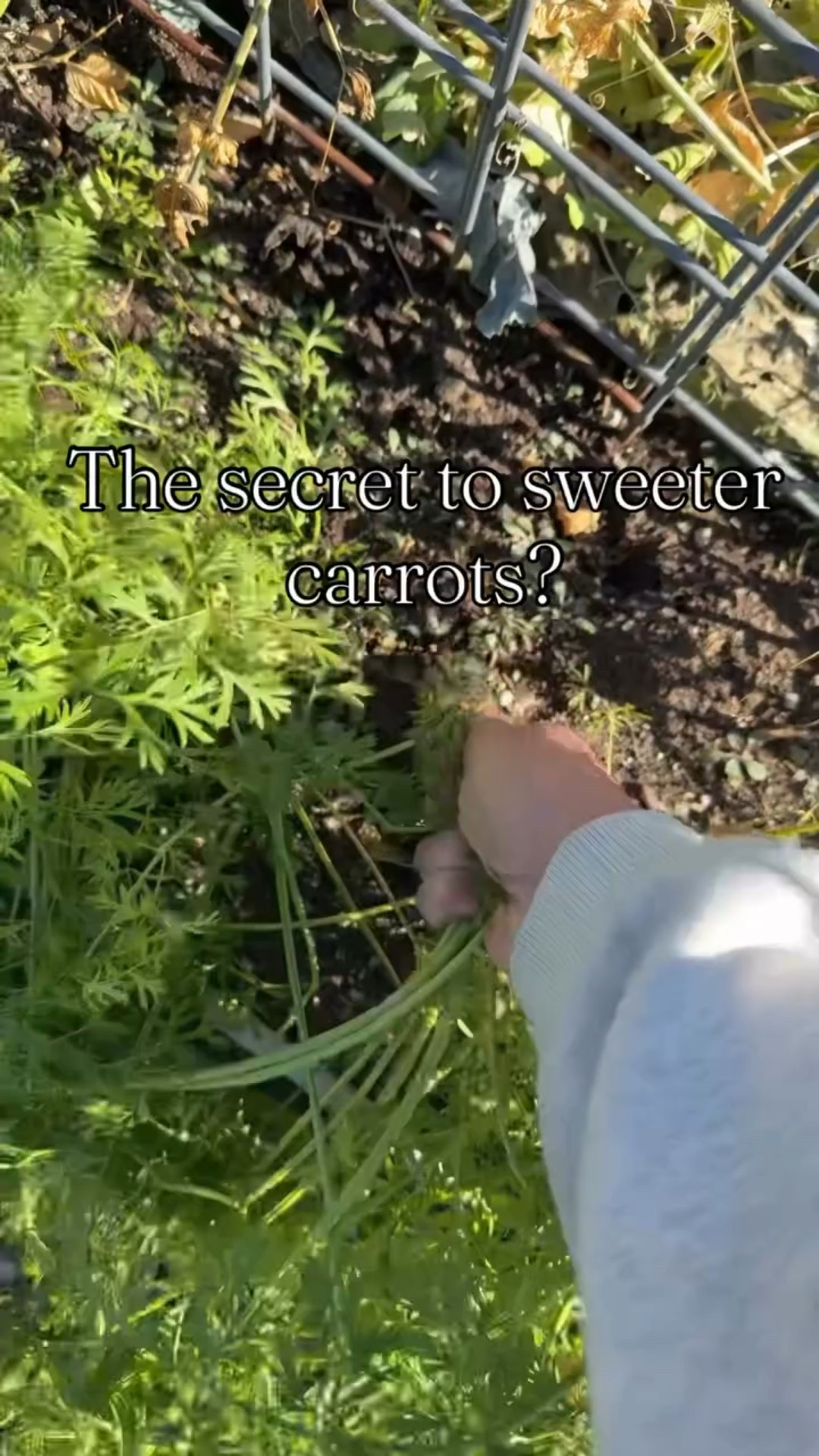 The secret to the sweetest carrots? A few frosty mornings. 🥕❄️ When the temps drop, carrots turn their starches into sugar — kind of like nature’s way of adding a little sweetness before winter settles in.

#gardening #zone4gardening #midwestgarden #raisedbedgarden #carrots #harvesting #fallgarden