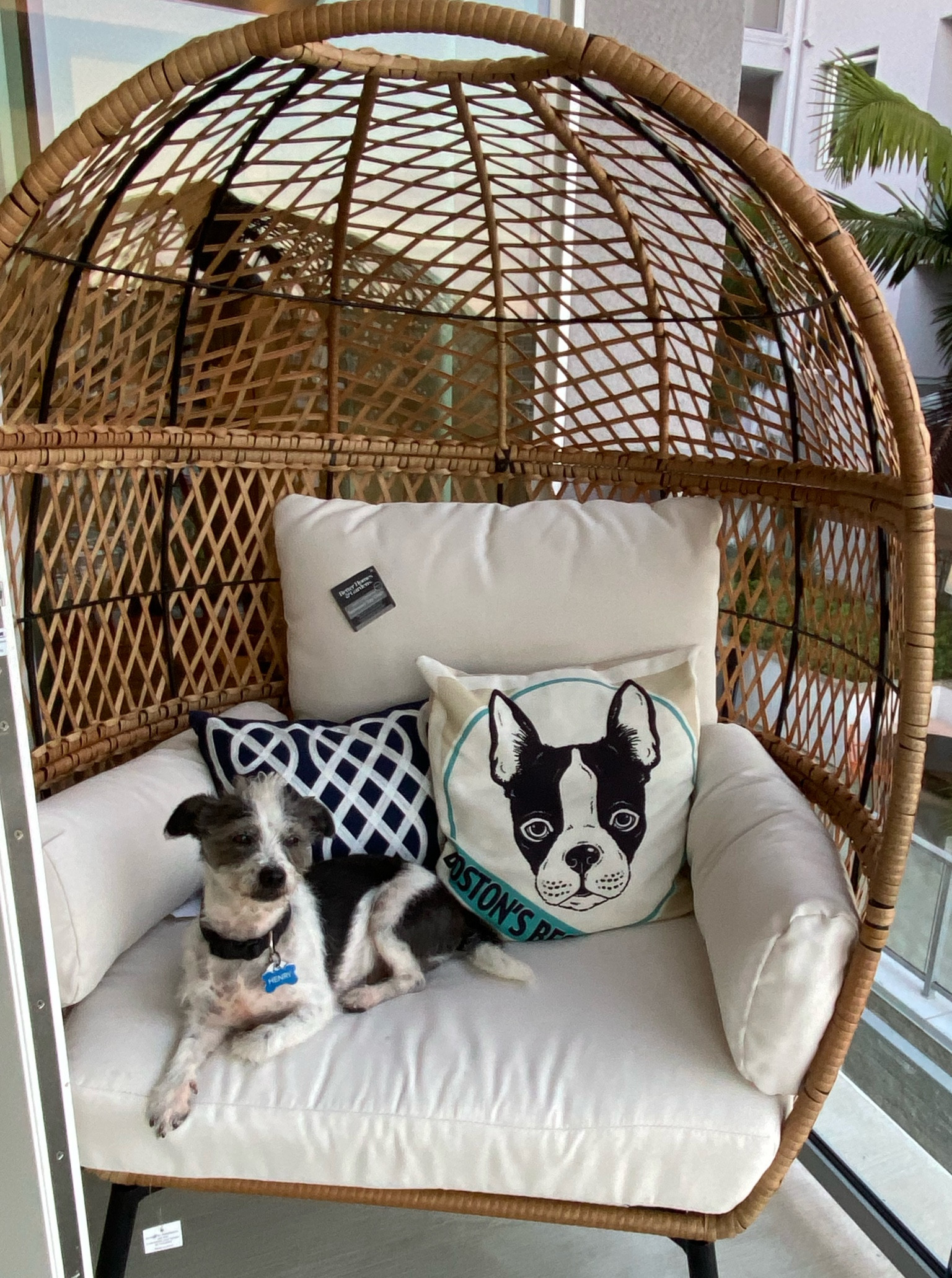 My patio egg chair is on sale! Dog not included :)

#LTKhome #LTKsalealert #LTKSeasonal