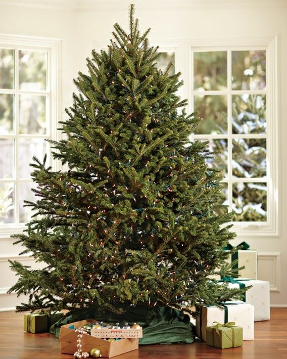 Live Blue Ridge Mountain Christmas Tree, 3'-9' | Williams-Sonoma