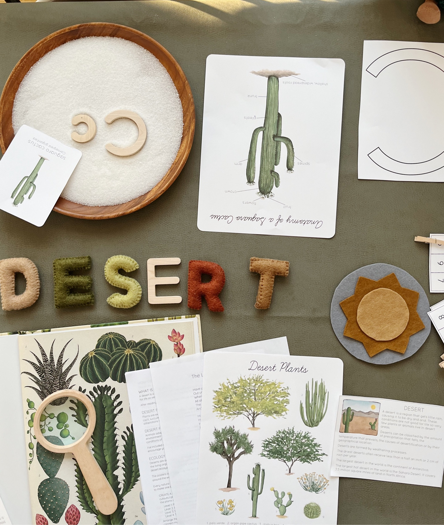 Desert Plants 🌵