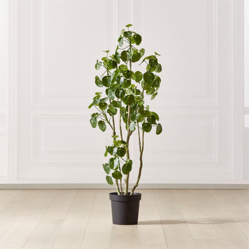 Potted Coin Tree 5' + Reviews | CB2 | CB2