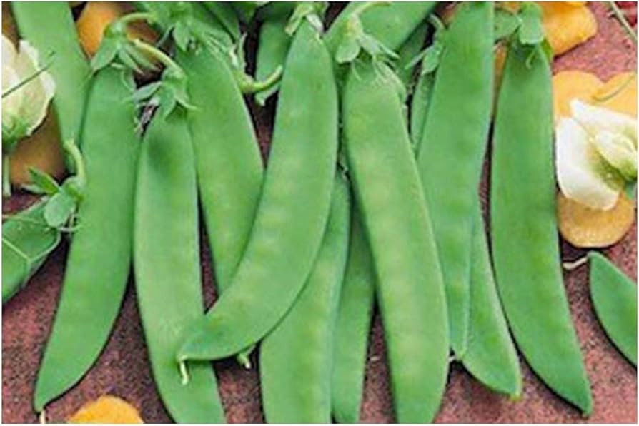 PREMIER SEEDS DIRECT - Pea MANGETOUT Snow Pea Oregon Sugar POD 250 Seeds | Amazon (UK)