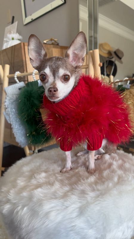 Maxbone holiday sweaters for the dog!

#LTKfamily #LTKHoliday #LTKGiftGuide