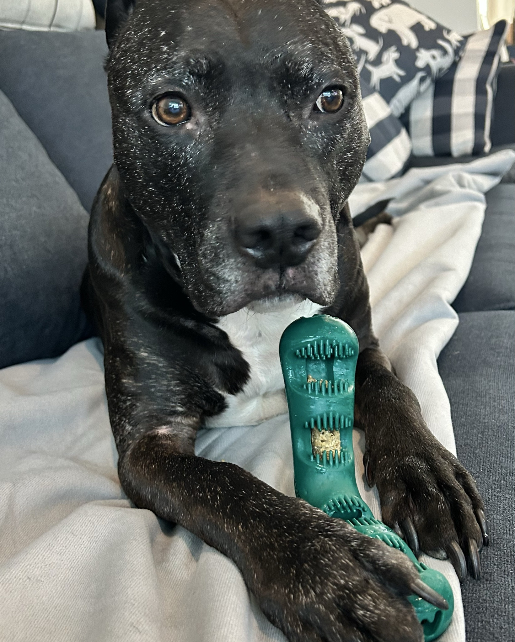 Zuma is fully convinced this is a toy… meanwhile I’m over here like “yay clean teeth” 😂🐾

This bite n’ brush has been one of our favorite finds — it keeps him busy for a while AND helps with his teeth without me having to wrestle him to brush them

I just pop the refills in and he goes to town 🐾

Honestly one of the easiest ways I’ve found to keep up with his dental care.

#LTKmomlife #LTKmorningroutine #LTKdayinmylife