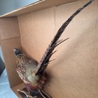 Vintage 1985 Ringneck Pheasant Taxidery Standing Full Body Mount Wooden Base  | eBay | eBay US