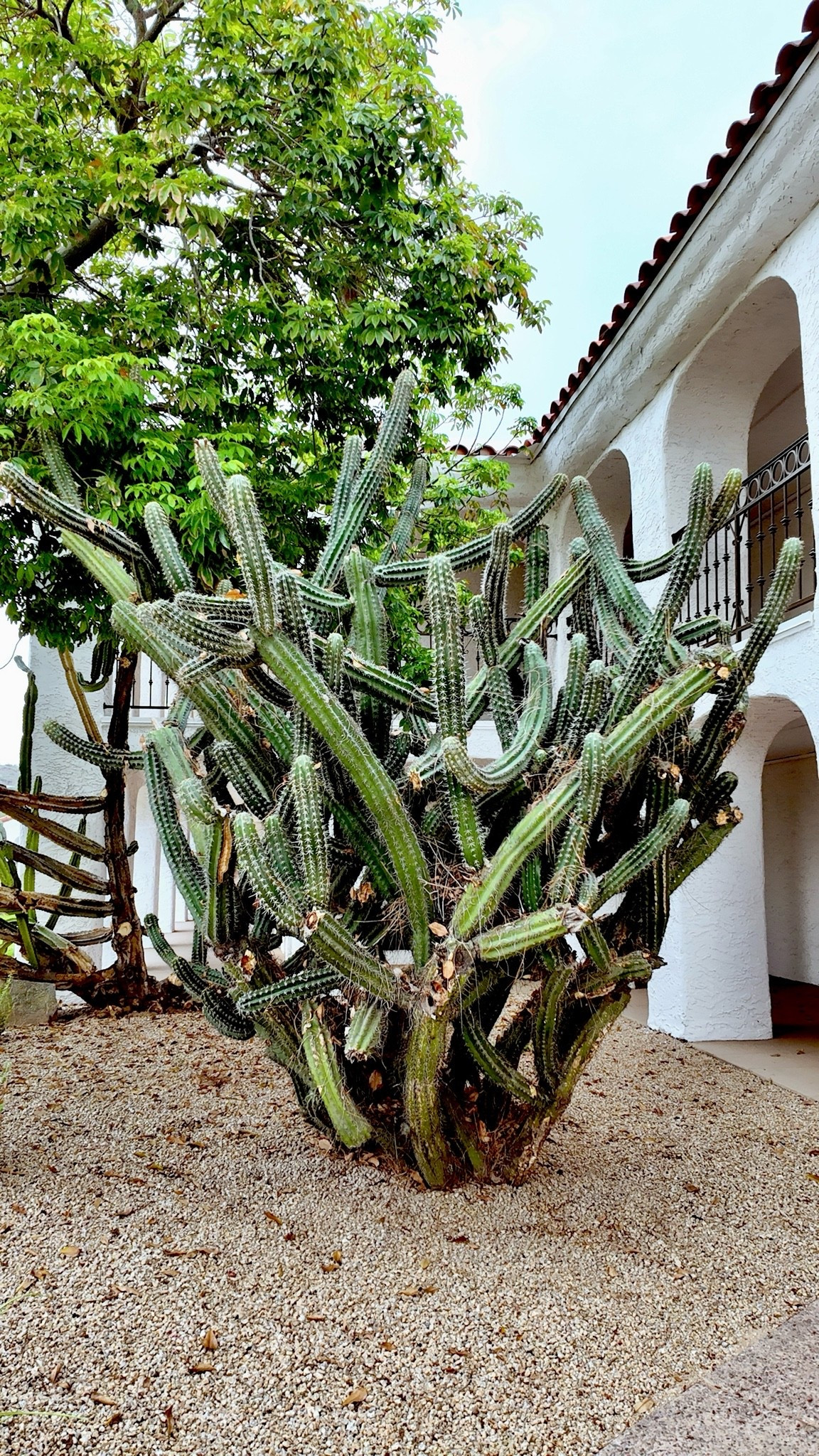 Cactus life at Kimpton Resort in Scottsdale, AZ 🌵

#LTKdayinmylife #LTKTravel