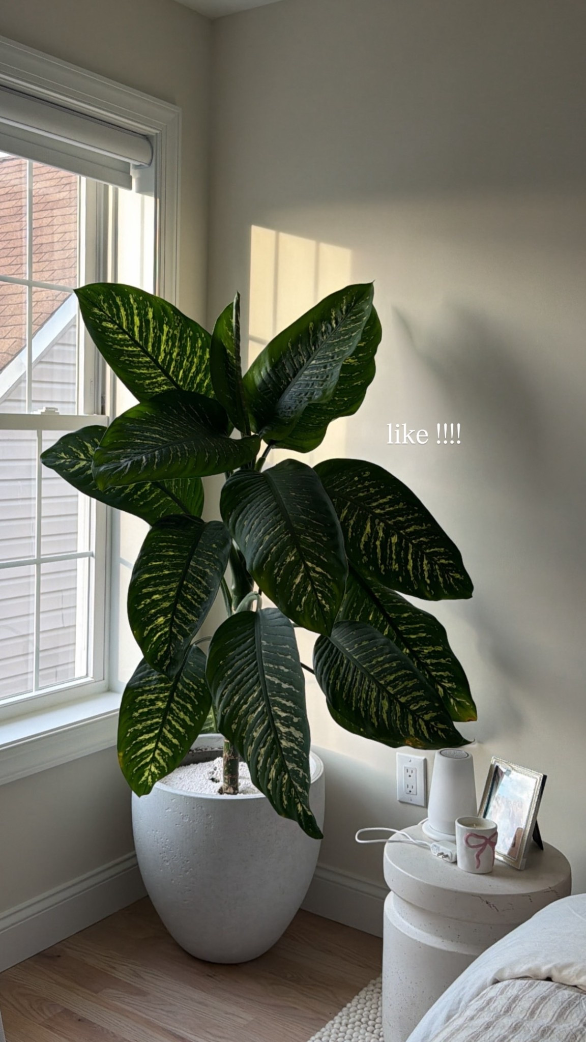 Linking large planters!

#LTKHome #LTKSeasonal #LTKselfcare