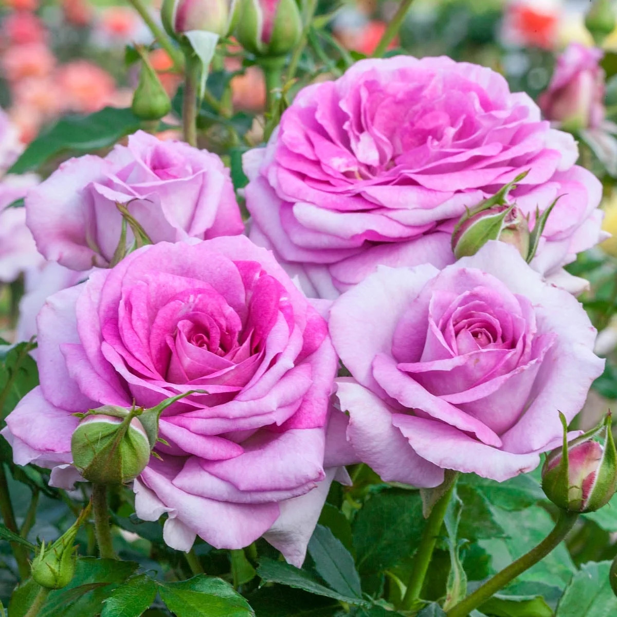 Violet's Pride Dormant Bare Root Floribunda 24IN Tree Form Rose, 1-Pack | Walmart (US)