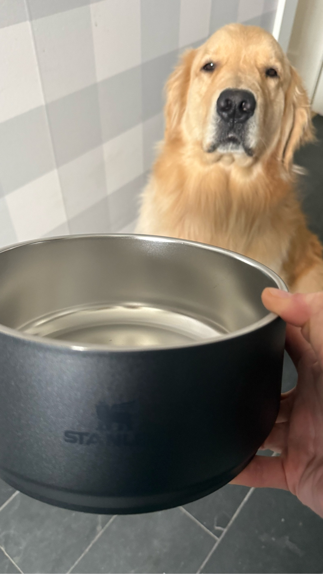 #ad Champ got his NEW Stanley pet bowl delivered! It’s the high quality you’d expect from Stanley. It’s made of stainless steel, which keeps his water nice and cold. It comes with a lid, making it easy to take on the go. The bottom is non-slip, keeping it from sliding all over the floor - even when he’s very excited to eat. It’s also dishwasher safe, so I can just toss it in with the rest of our dishes for easy cleanup.
@stanley_brand #stanleypartner @Shop.LTK 

#LTKmorningroutine #LTKTravel #LTKdayinmylife