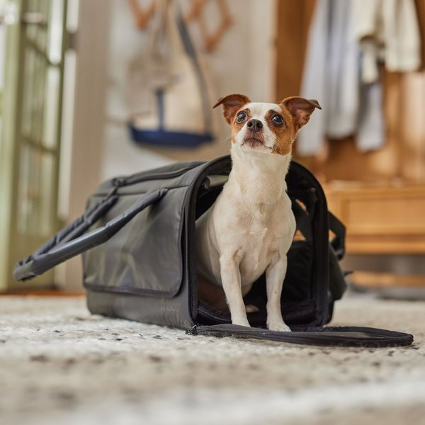 Frisco Soft-Sided Airline Compliant Dog & Cat Carrier, Black | Chewy.com