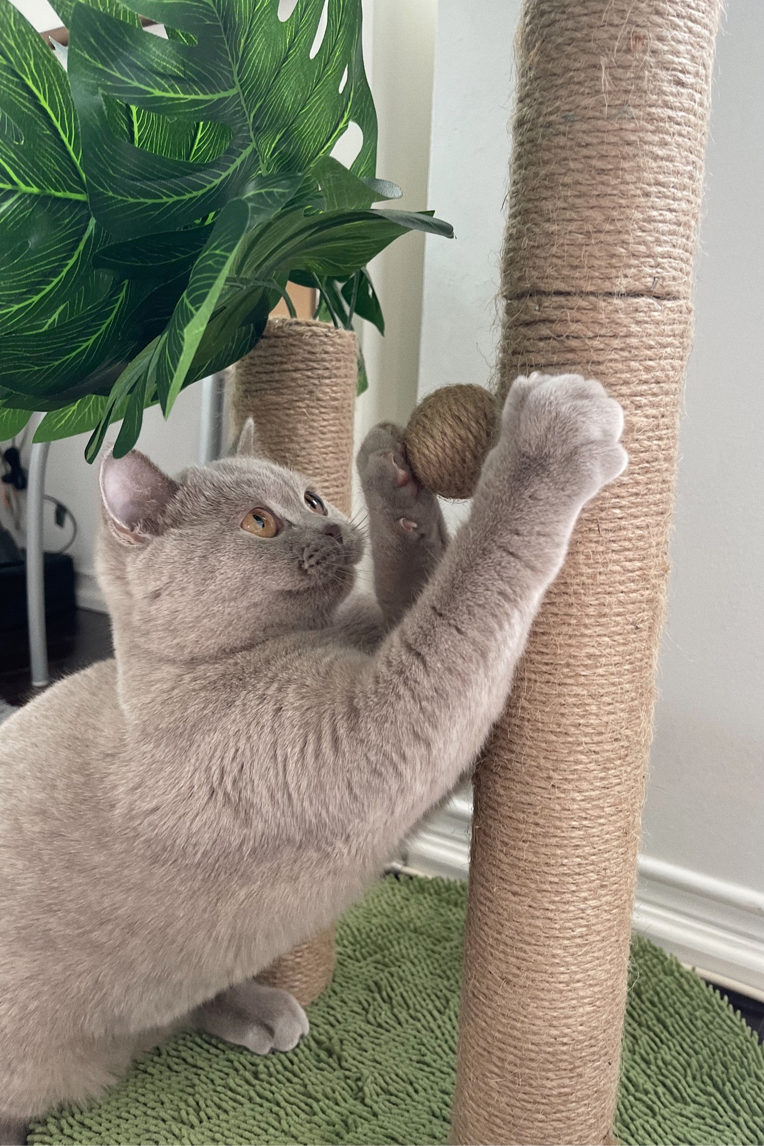 cat scratcher/tree with monstera leaves 💚

#LTKstyletip #LTKhome #LTKFind