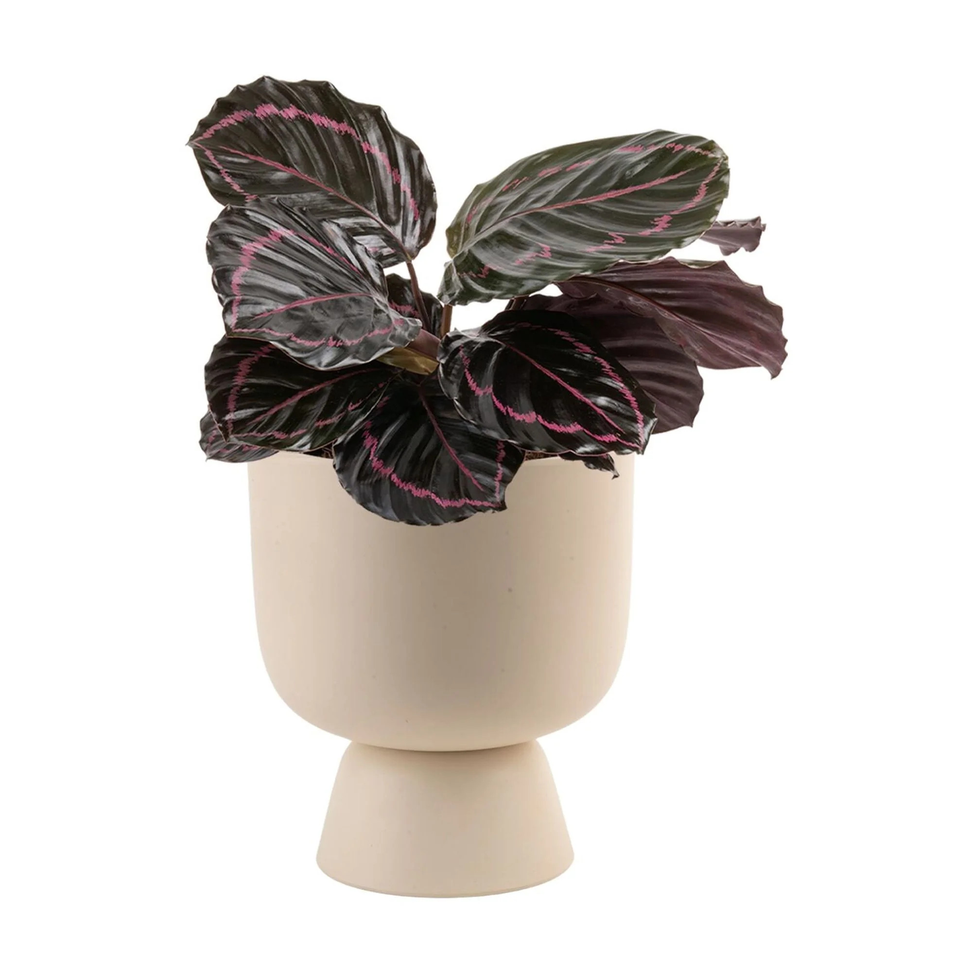 Costa Farms 15" Tall Calathea Dottie, Bright Indirect Sunlight, Indoor Live House Plants | Walmart (US)