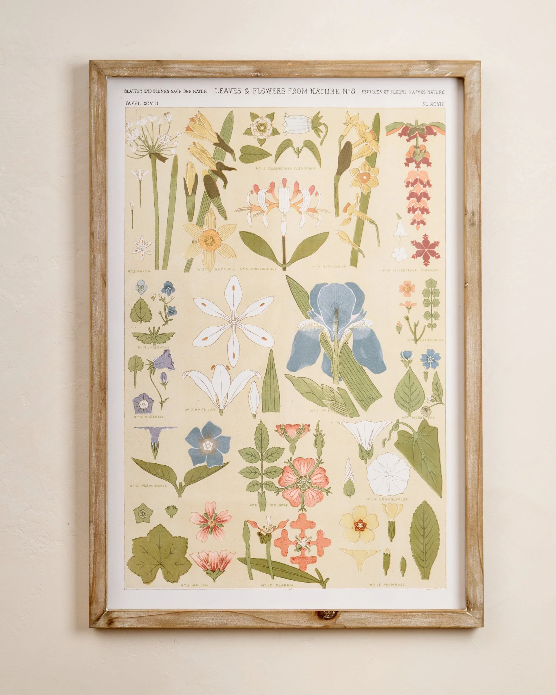 Antique Botanical Study II Framed Art | Magnolia