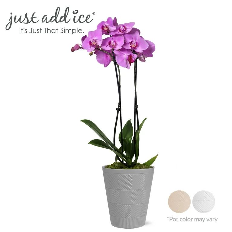 Just Add Ice Live Plant 16-30" Tall Premium Pink Purple Orchid in 5" Decorative Clay Pot | Walmart (US)