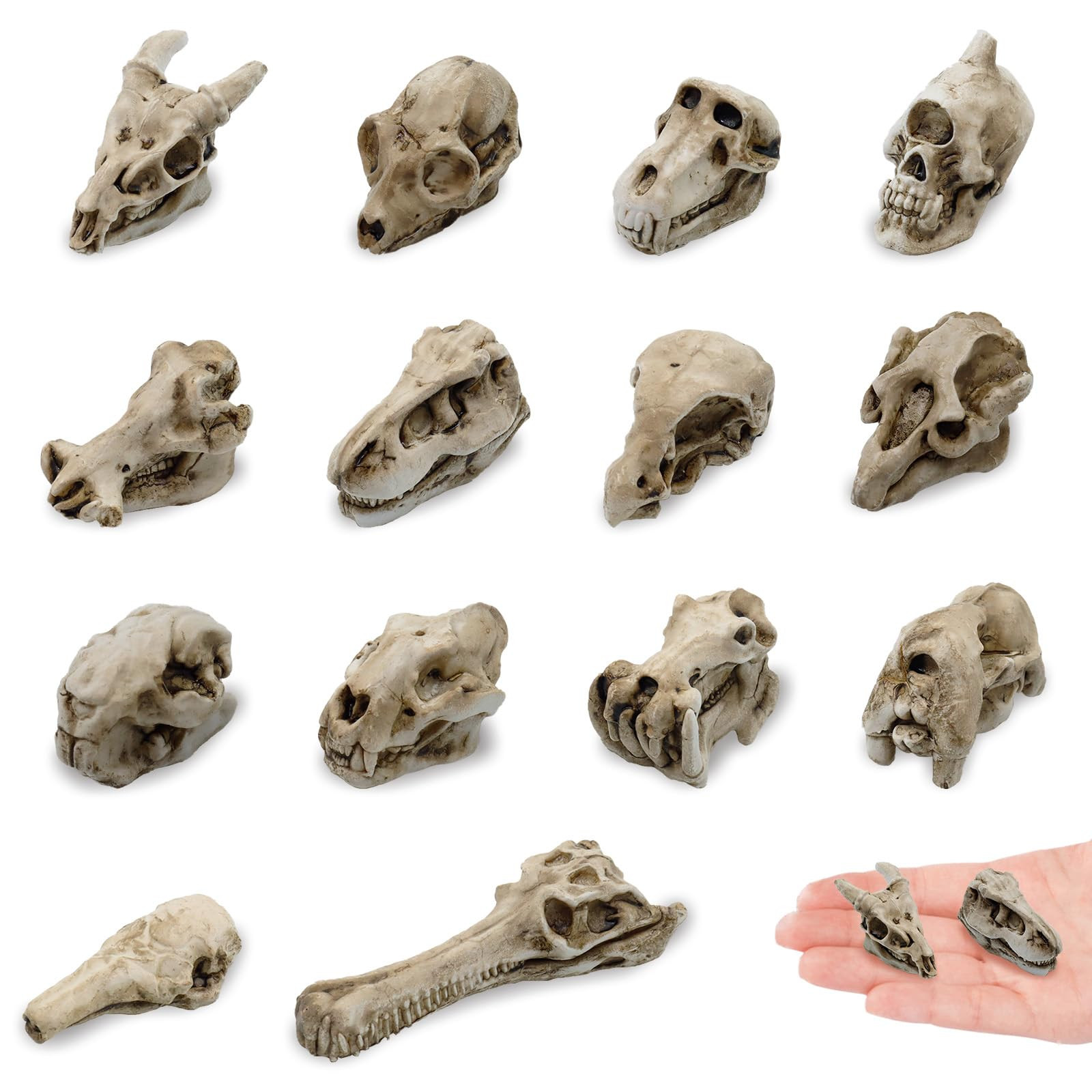 14 Pcs 1.5 Inch Mini Resin Animal Skull Heads Miniature Animal Skull Figurines Mini Halloween Sku... | Amazon (US)