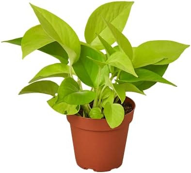 House Plant Shop | Pothos 'Neon' - 4" Pot | Live Indoor Plant | Easy to Care | Natural Décor Plant | | Amazon (US)