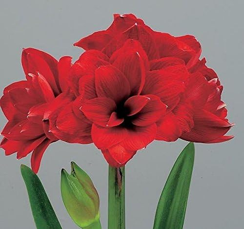 Double Dragon Amaryllis Bulb - Double Blooming Amaryllis, Easy to Grow Bulbs | Amazon (US)