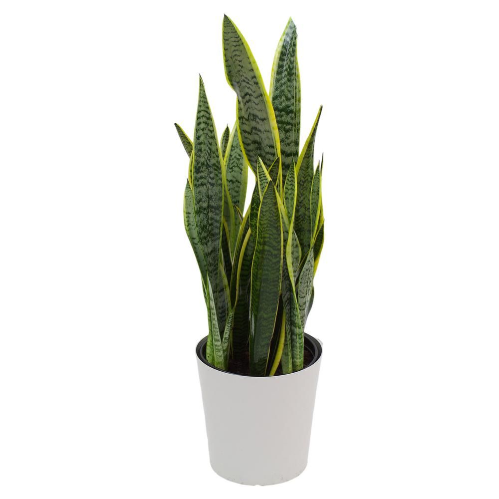 Pure Beauty Farms Sansevieria Laurentii Snake Plant in 9.25 in. Designer Pot | The Home Depot