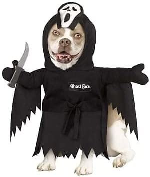 Fun World Pet Ghost Face Costume  | eBay | eBay US