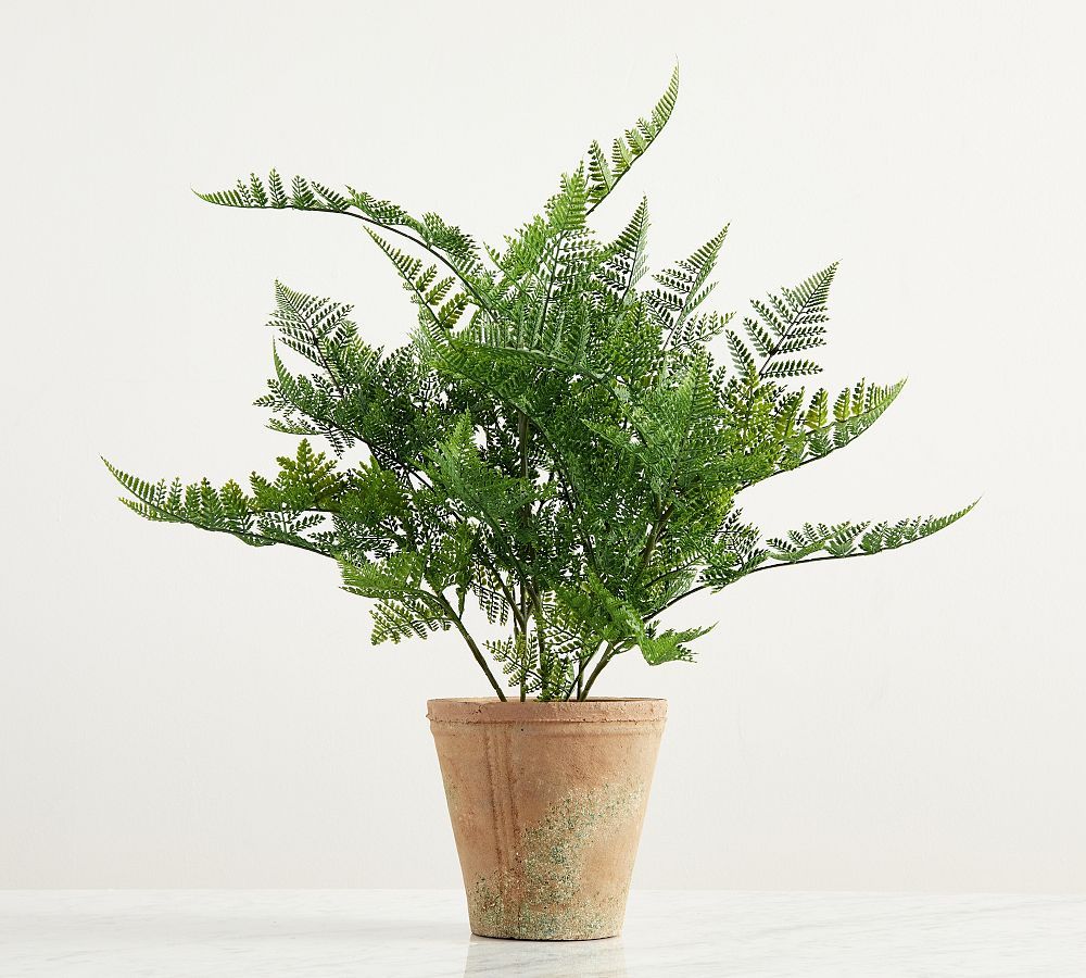Faux Potted Japanese Climbing Fern | Pottery Barn (US)