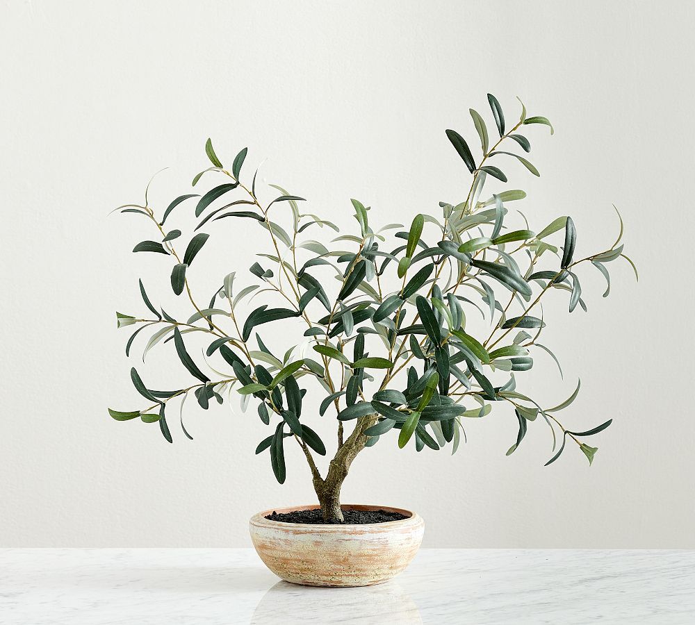 Faux Potted Olive Houseplant | Pottery Barn (US)