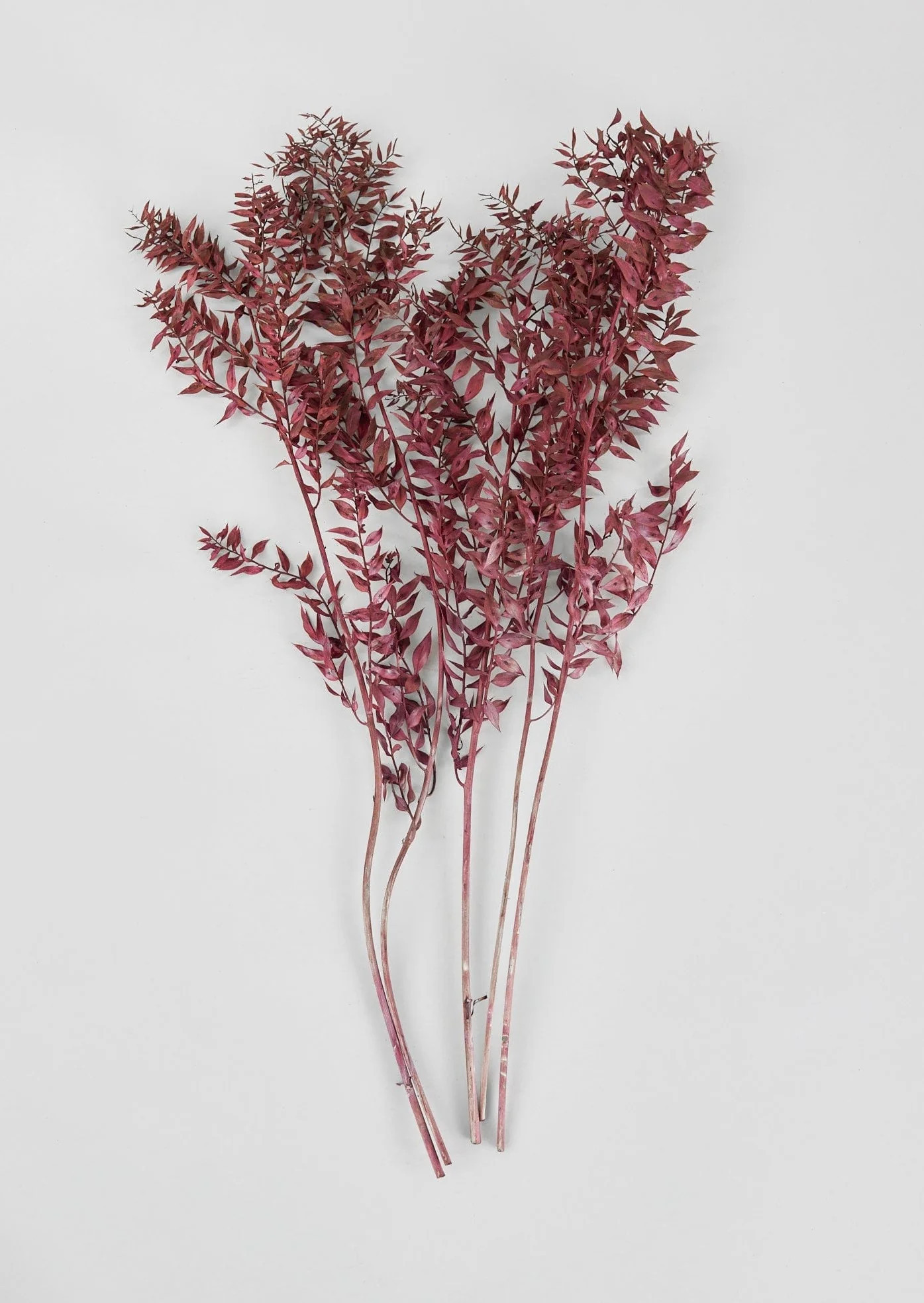 Burgundy Preserved Italian Ruscus Bundle - 25-32" | Afloral