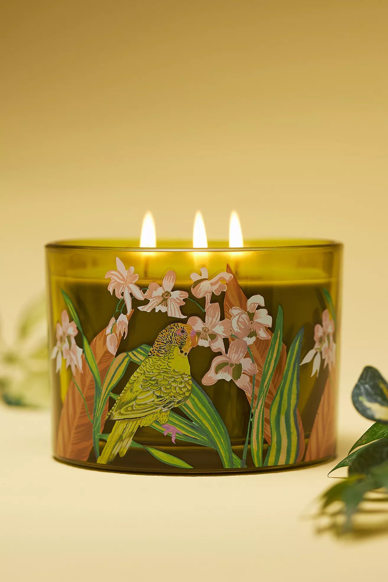 Aria Fresh Hibiscus & Pink Guava Glass Candle | Anthropologie (US)