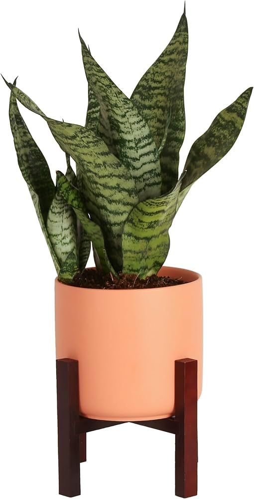 Costa Farms Live Indoor Snake Plant, Sansevieria 12-Inches Tall, Decor Planter | Amazon (US)