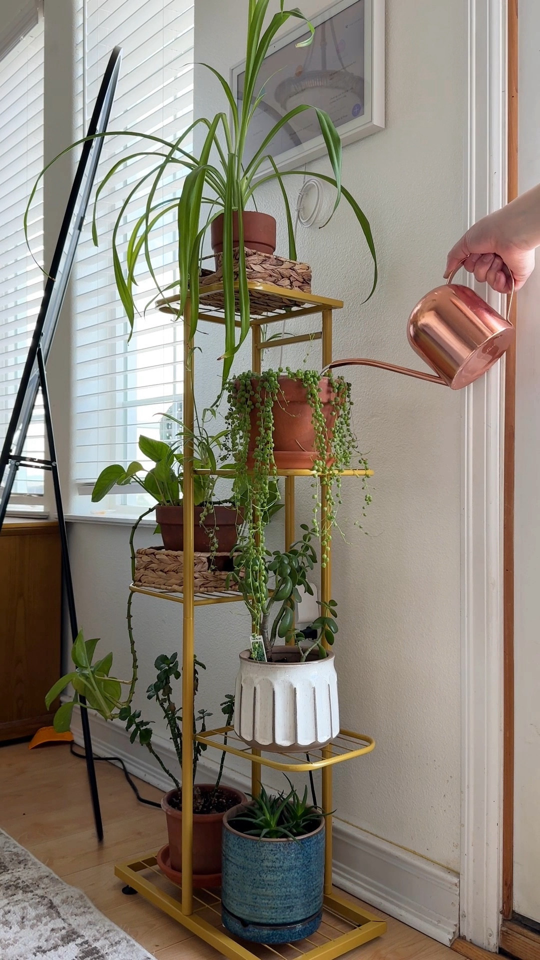 What a perfect edition to my livingroom. Over the last 4 years my plants have grown so much and I needed a space to have them so it was easier to water and see how they were doing. Also this copper watering is another favorite. I’ve linked everything I could find below including the pots. Are you a plant lover?

#LTKVideo #LTKhome #LTKfamily
