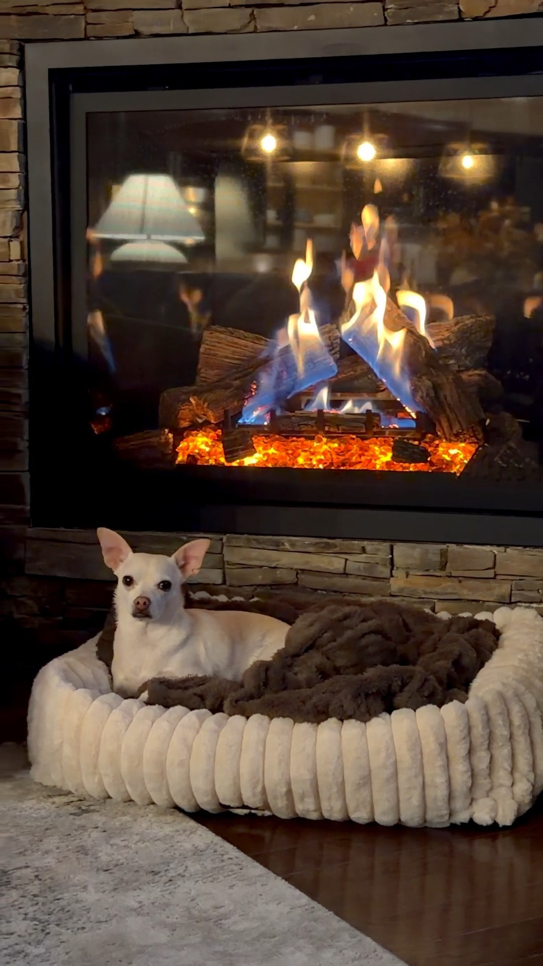 Dog Bed

#LTKSeasonal #LTKHome