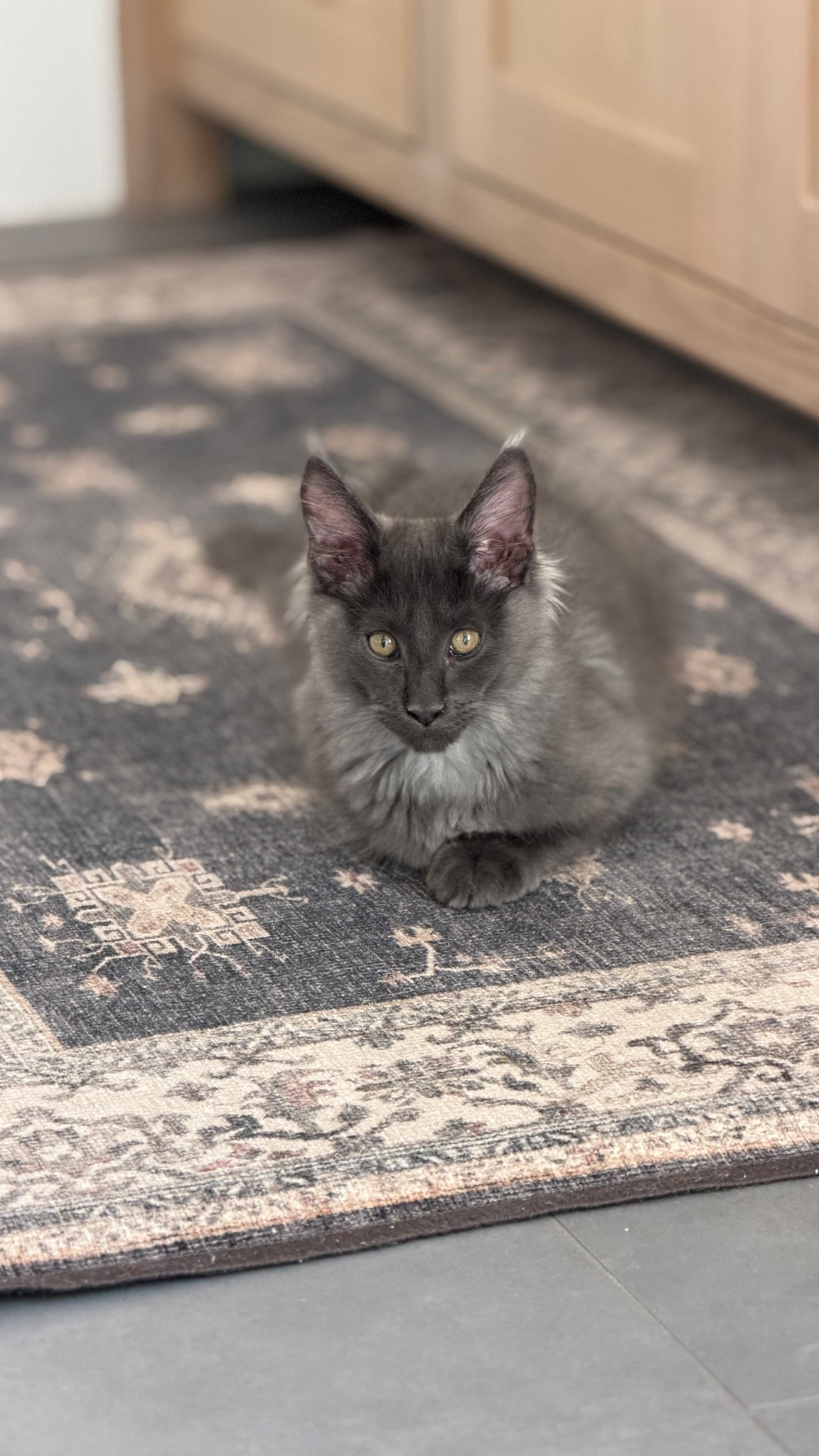 Love that the rug matches the kitty. And it is washable!

#LTKHome #LTKSaleAlert