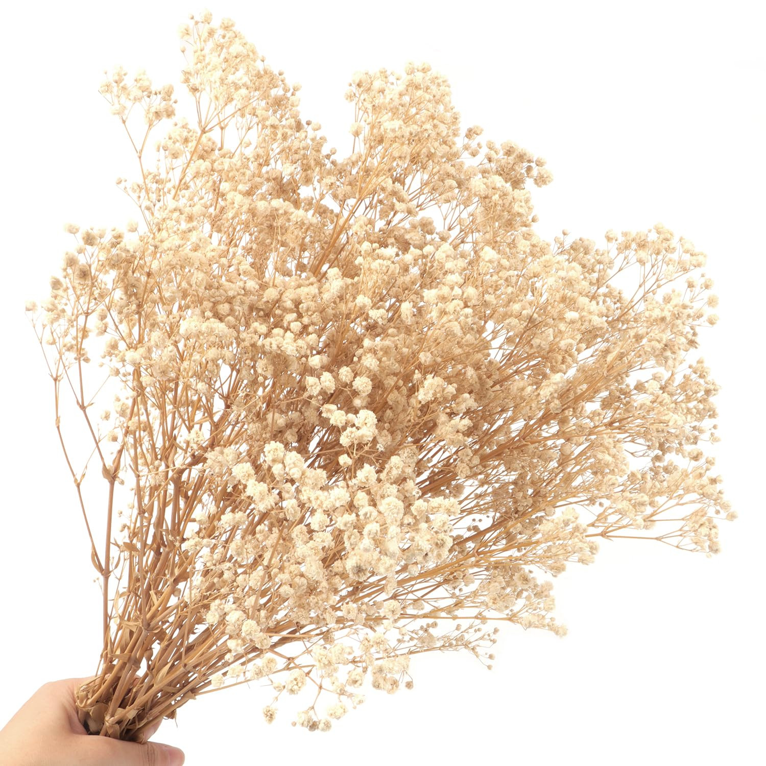 Dried Baby's Breath Flowers Bouquet 2000+ Natural Dried Flowers Baby's Breath Real Gypsophila Bra... | Amazon (US)