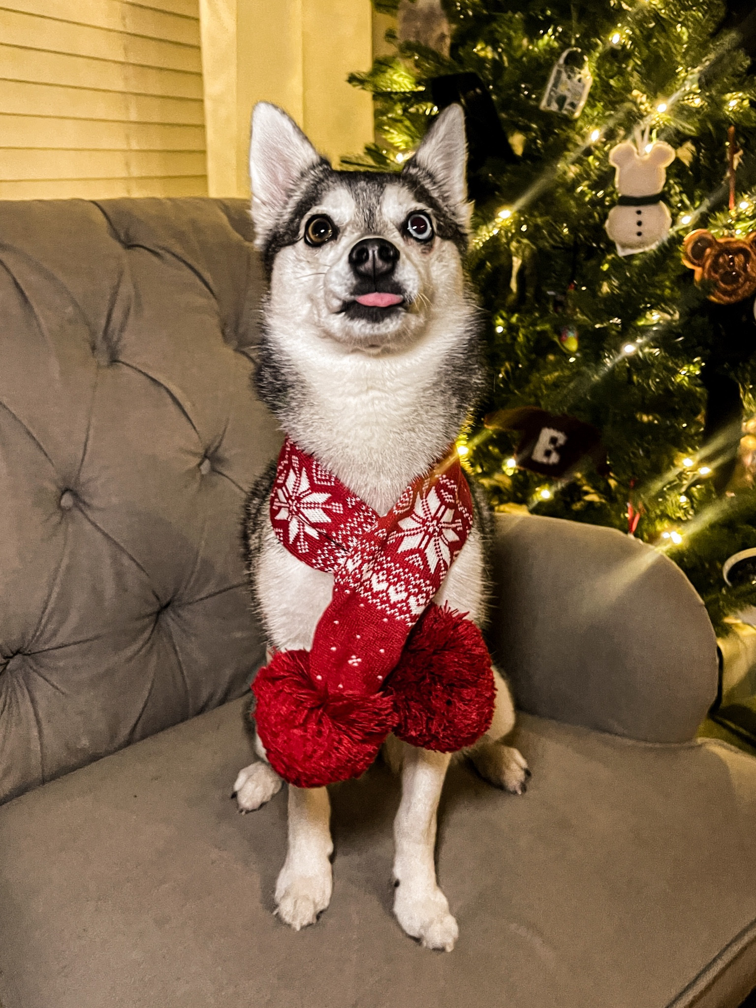 A festive scarf for your pup! 

#LTKSeasonal #LTKHoliday #LTKGiftGuide
