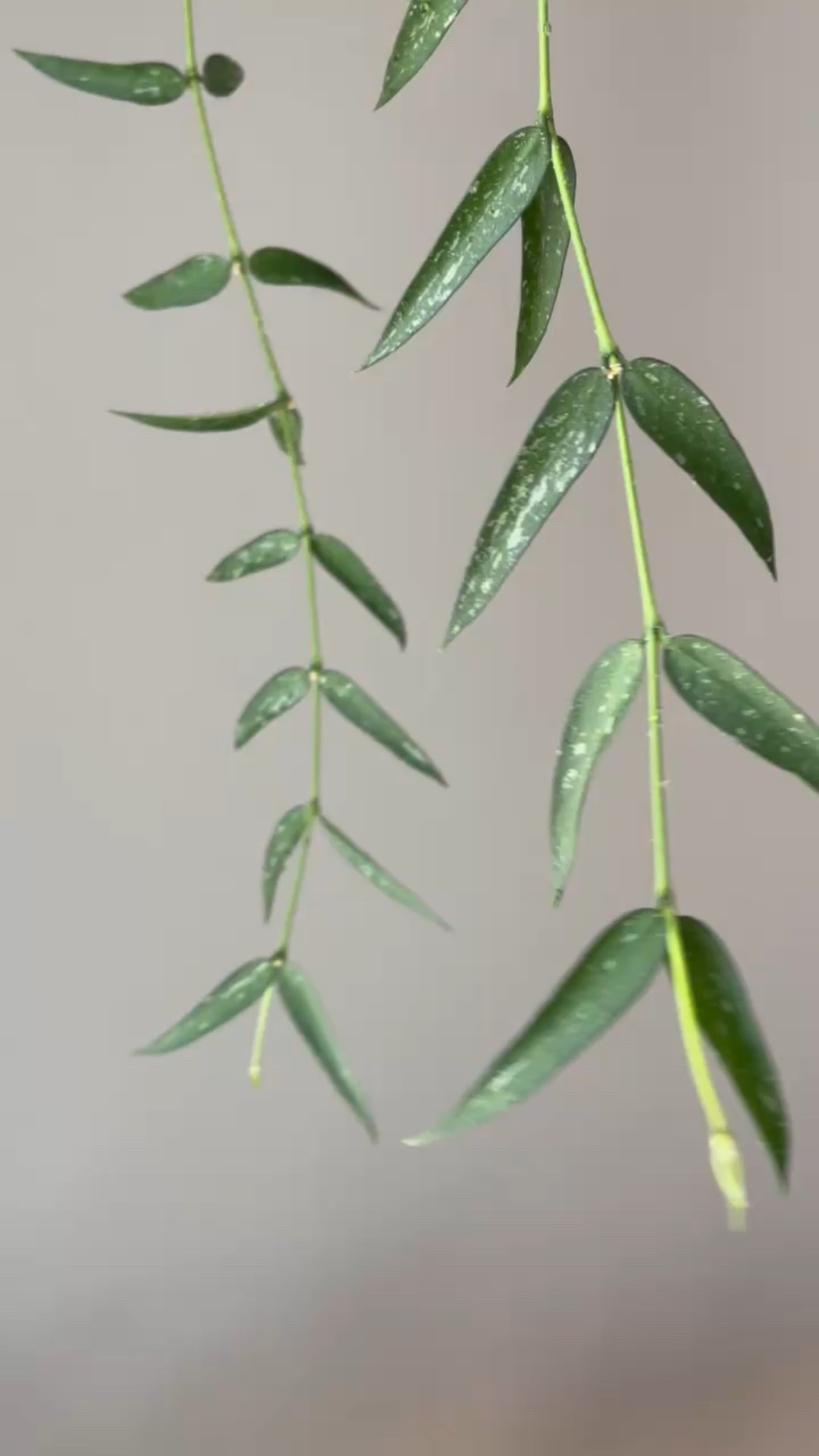 #hoyaburmanica resembles 👼 angels wings in my minds eye! Can you see them too? Do you think the current look of my plant is whimsical and charming? Or downright messy?

Liz’s personal experience only…every environment is different:
🪴Light: under Sansi clip light 
🪴Water: when dry
🪴Avg Temp last 30 days: 74F
🪴Relative Humidity last 30 days: 45%
🪴Fussy: not for me
🪴Rate of growth: medium 
🪴Growing Medium: my coco husks mix
🪴Fertilizer: I apply a nutrient-rich fertilizer tailored for Hoyas approximately every other watering when the plant isn’t dormant. It’s packed with essential macro and micronutrients, it’s the best I’ve found for hoyas!
🪴Rooting Method: in my coco coir mix. 
🪴Would Liz recommend this one: yes. It’s an easy one to have around. It also has a unique shape. 

👍follow for more & 🏷️ save for future reference

#ilovehoyas #hoyacollector #hoyahead #hoyaappreciation #hoyacollection #plantsmakemehappy #ihavethisthingwithplants #easilydistractedbyplants 

#LTKHome #LTKFindsUnder50